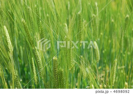 大麦の畑 大麦の畑 4698092