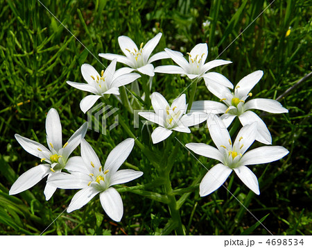 オオアマナ(大甘菜) オオアマナ(大甘菜) 4698534