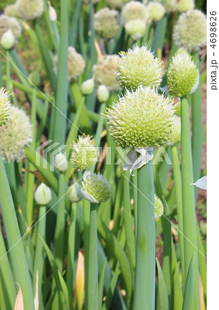 ネギの花の写真素材