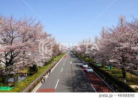 国立市大学通りの桜並木 4698890