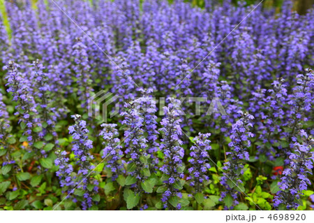 アジュガ 4698920