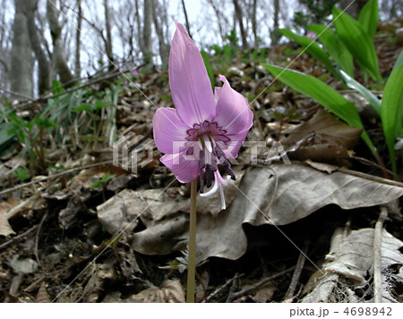 カタクリの花 4698942