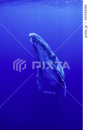 ザトウクジラ浮上 4698986
