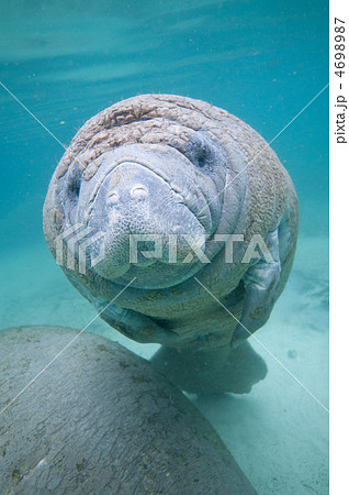 お子様マナティ お子様マナティ 4698987