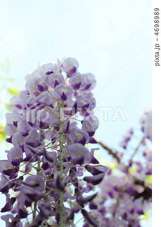 長藤の花と青空 4698989