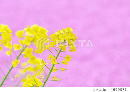 ピンク背景の菜の花 ピンク背景の菜の花 4699071