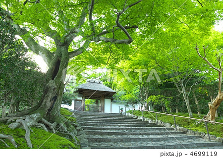 新緑の安楽寺 4699119