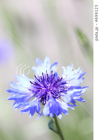 ヤグルマギク 4699123