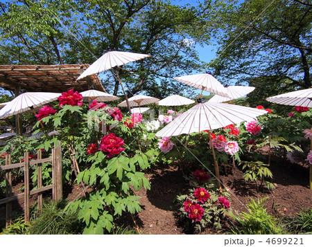 牡丹祭り 4699221