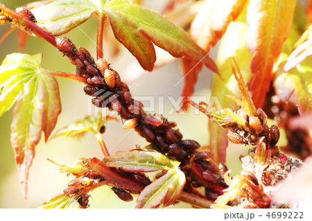 アブラムシ 4699222