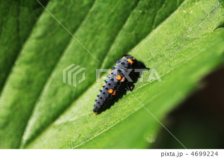 テントウムシの幼虫 4699224