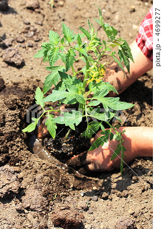 トマトの苗植え 4699277