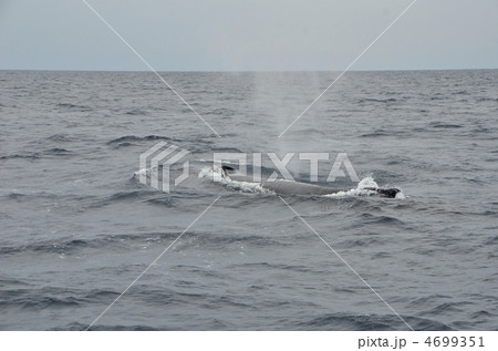 ザトウクジラ 4699351