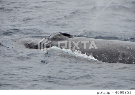 ザトウクジラ 4699352