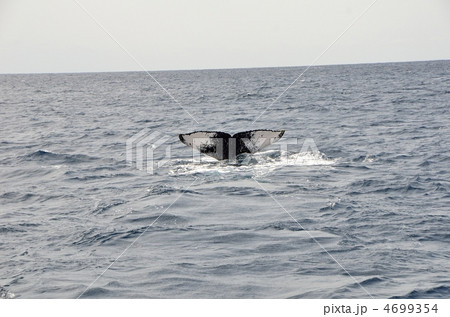ザトウクジラ ザトウクジラ 4699354
