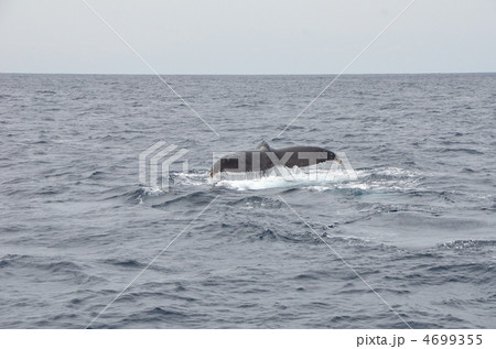 ザトウクジラ 4699355