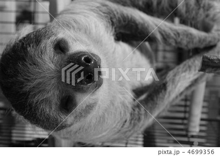 ナマケモノ 4699356