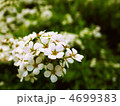 ユキヤナギ 4699383