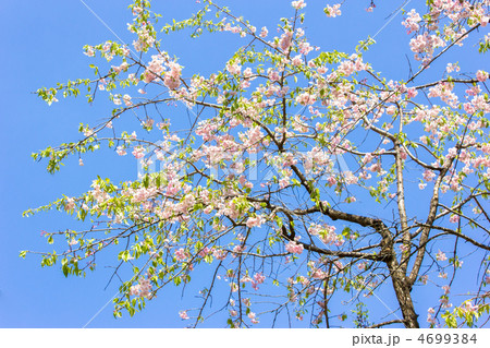 八重紅枝垂桜 4699384