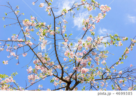 八重紅枝垂桜 八重紅枝垂桜 4699385