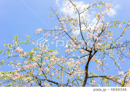 八重紅枝垂桜 八重紅枝垂桜 4699386