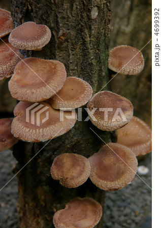 しいたけ 4699392