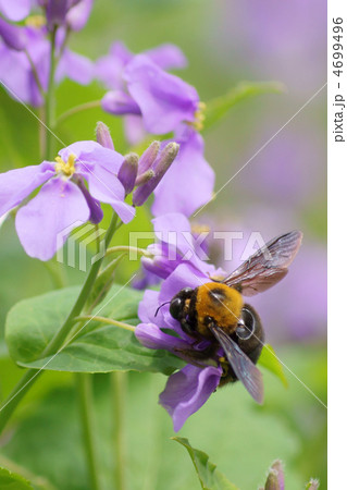 クマバチとハナダイコン 4699496
