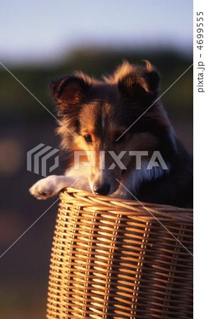 かごの中の犬 4699555