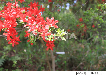 垂れ下がる赤いツツジの花の写真素材