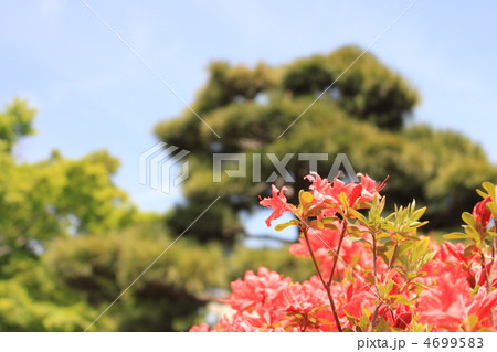 青空のツツジの花 4699583