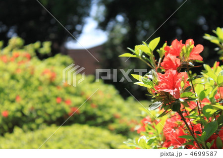 満開のツツジ 4699587