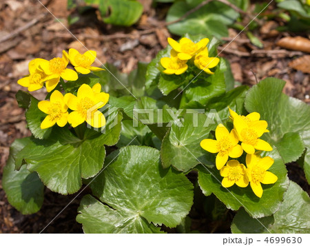 エゾノリュウキンカの花 4699630