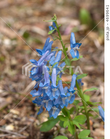 エゾエンゴサクの花 4699641