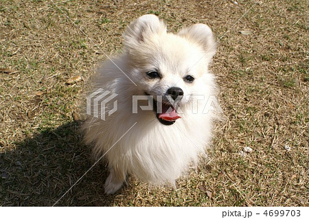 ひなた　２０１２ 4699703