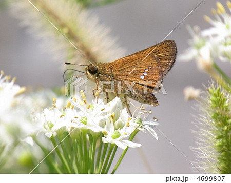 ニラの花に止まる茶色いシジミチョウ 4699807