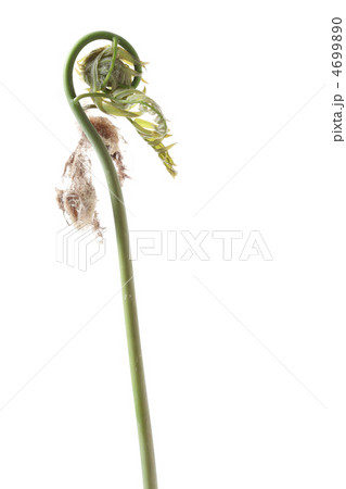 開きかけたゼンマイ 4699890