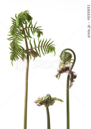 開きかけたゼンマイ 4699891