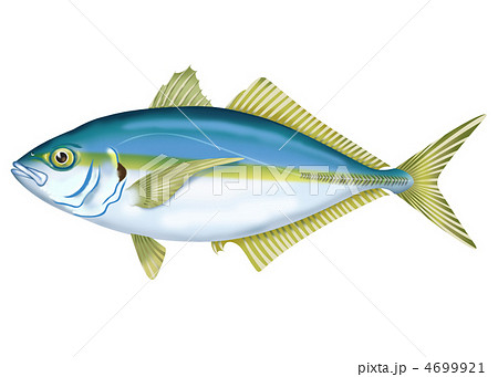 シマアジ 4699921