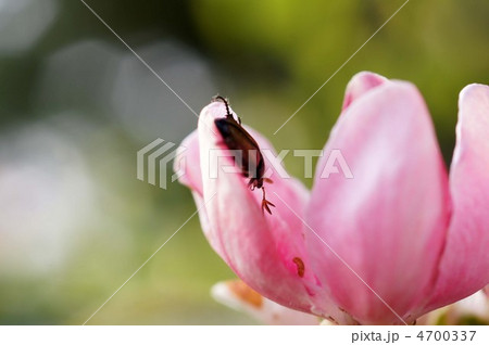 セマダラコガネ セマダラコガネ 4700337