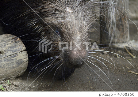 ヤマアラシ 4700350