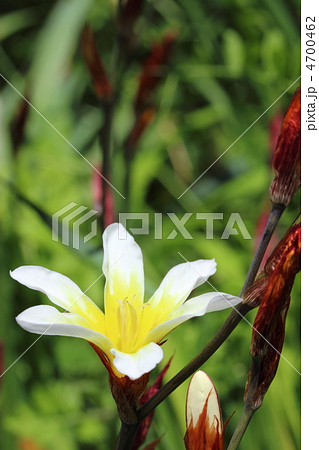 スパラキシス 4700462