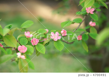 カリンの花 カリンの花 4700491