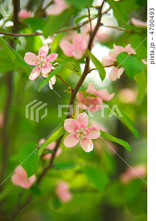 カリンの花 4700493