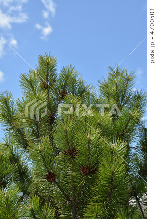 エゾマツ 4700601