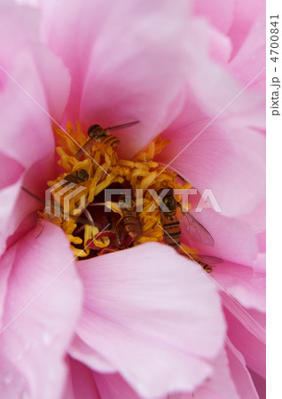 蜜を吸う 4700841