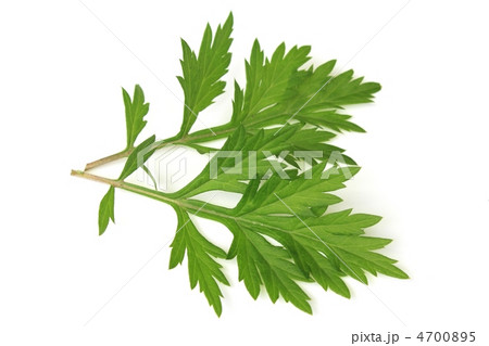ヨモギ 4700895