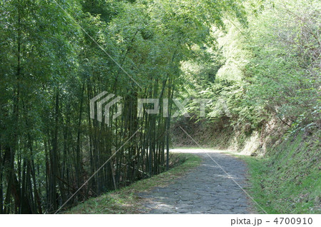 石畳の林道 4700910