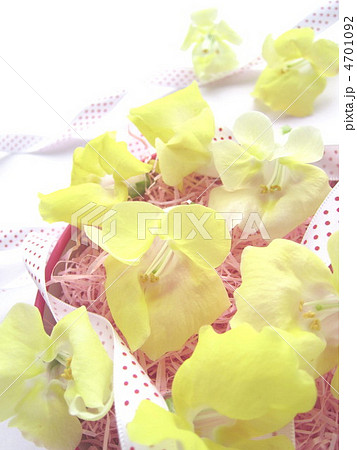 お花のプレゼントイメージ お花のプレゼントイメージ 4701092