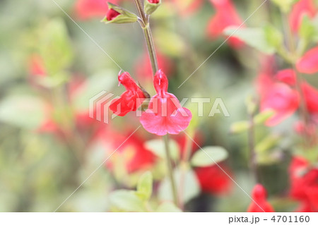 チェリーセージ 4701160