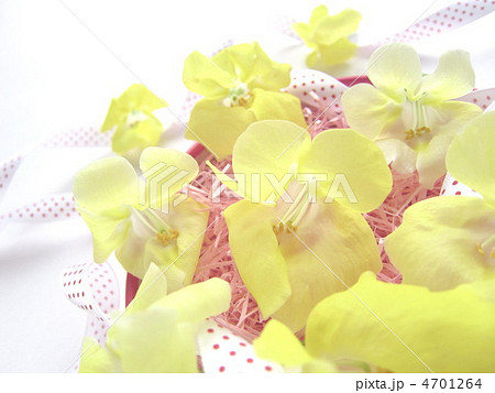 お花のプレゼントイメージ お花のプレゼントイメージ 4701264